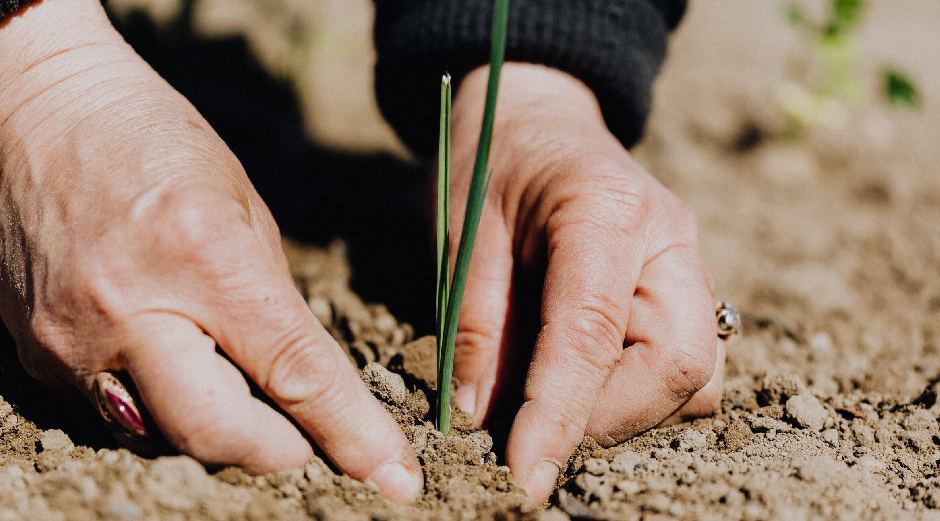 Closeup of planting sprout in Australia